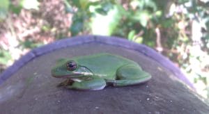 Tree Frog on Mailbox