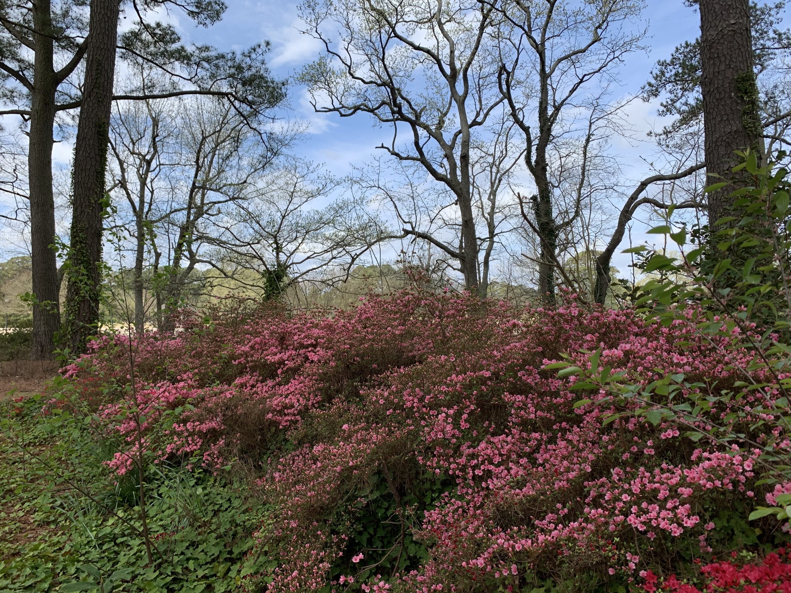Blooming Bush in the Friendship Garden Nature Park at Portsmouth City Park