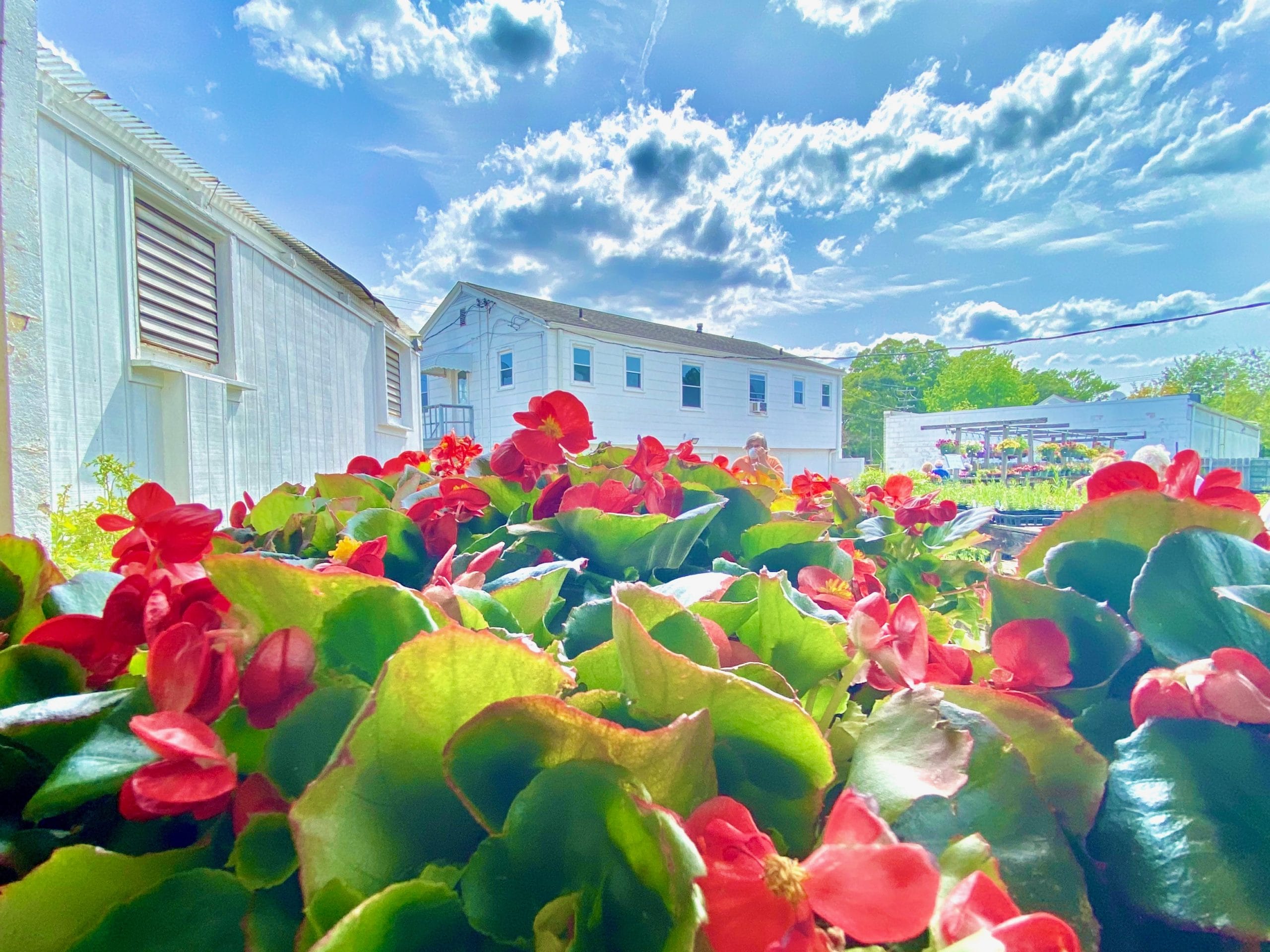 Portsmouth Garden Shop Norfolk County Feed and Seed outdoor plants