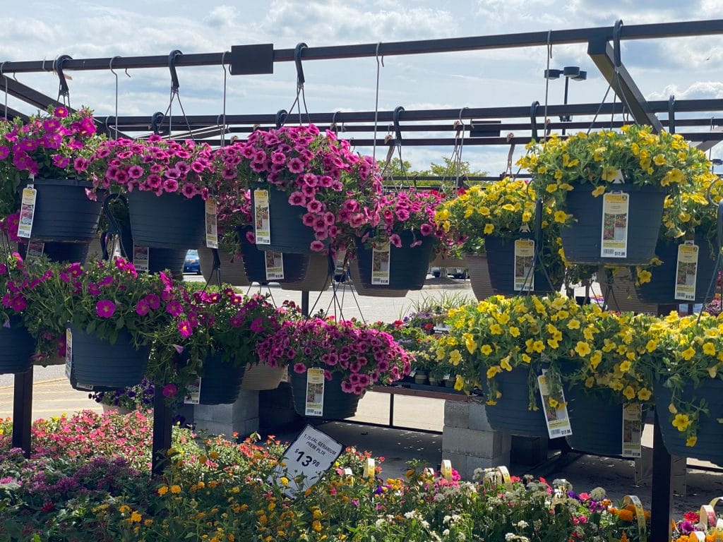 Hanging plants at Lowes Garden Shop in Portsmouth