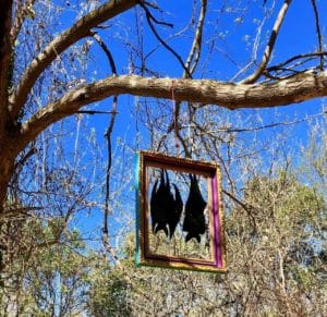 Metal Bats in a frame in a tree