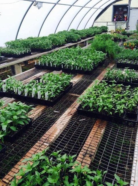 Greenhouse at Norfolk County Feed and Seed