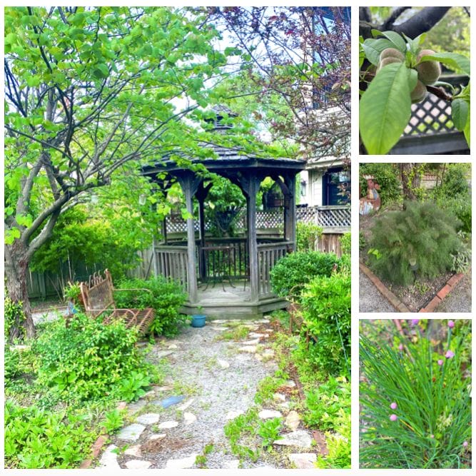 Portsmouth Garden Shops herbs and fruit at The Kitchen Koop