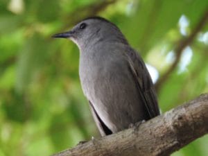 Catbird on branch