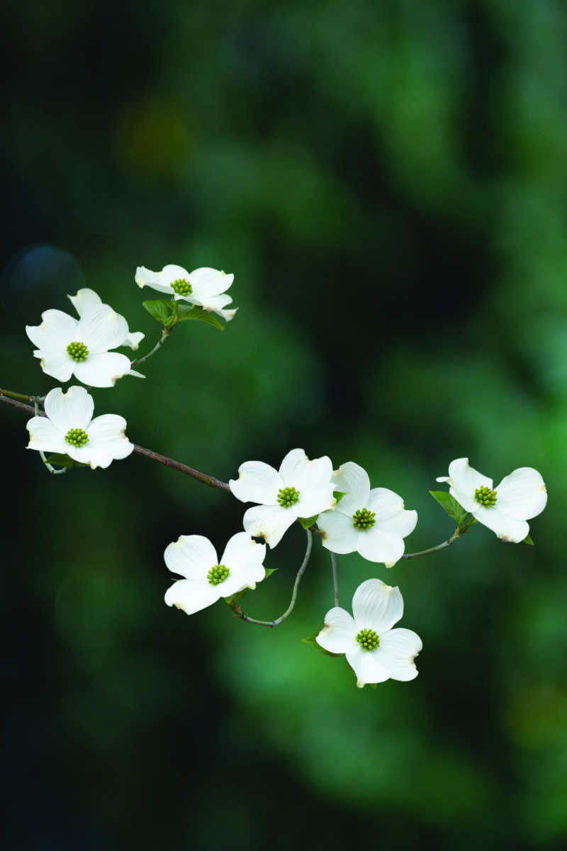 Dogwood Blooms