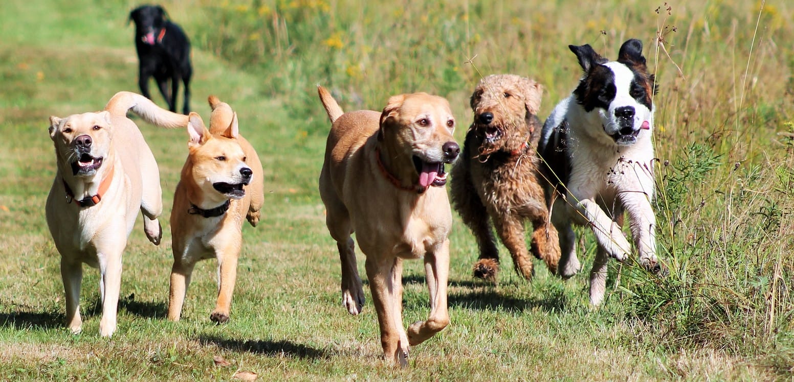 Dogs run outside in Portsmouth, Virginia