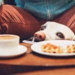 A dog peeks over the edge of a table at at a cup of coffee and a waffle 