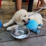 A puppy relaxing on a restaurant patio with a toy and water bowl in Portsmouth Virginia