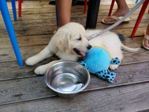 A puppy lays on a Portsmouth, Virginia patio with a water bowl and toy