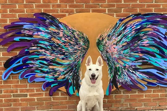 Wings mural on wall with a white dog at Hoffler Creek in Portsmouth Virginia